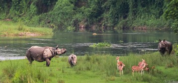 Chitwan Jungle Safari Tour
